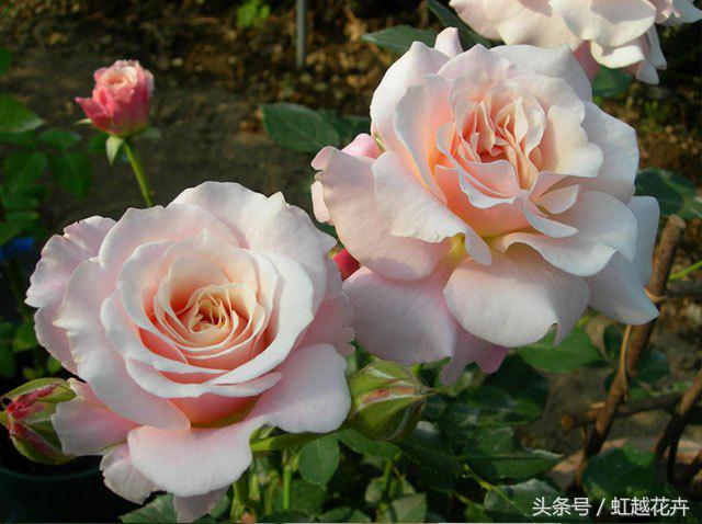 自带女性温柔与婉约的河本月季,让方寸阳台也能美丽非凡