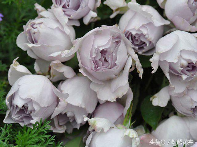 自带女性温柔与婉约的河本月季,让方寸阳台也能美丽非凡