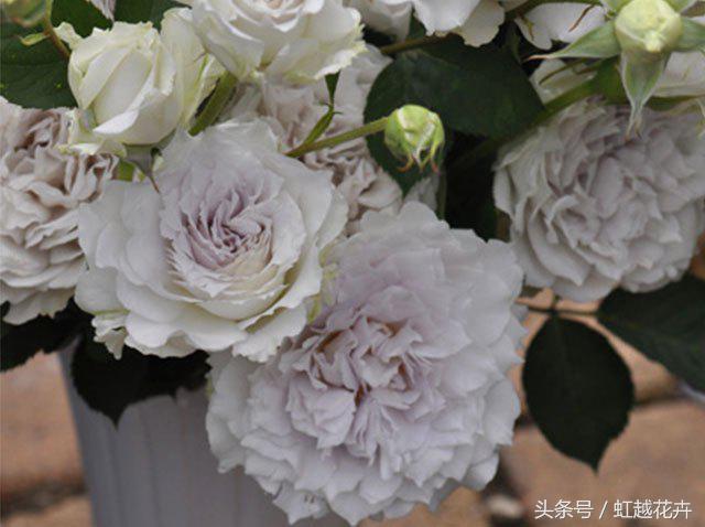 自带女性温柔与婉约的河本月季,让方寸阳台也能美丽非凡