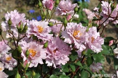 自带女性温柔与婉约的河本月季,让方寸阳台也能美丽非凡