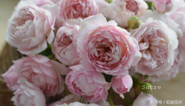 自带女性温柔与婉约的河本月季,让方寸阳台也能美丽非凡