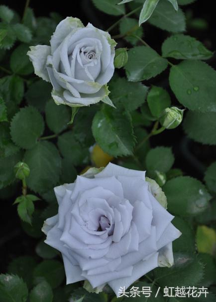 自带女性温柔与婉约的河本月季,让方寸阳台也能美丽非凡