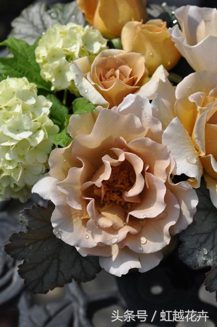 自带女性温柔与婉约的河本月季,让方寸阳台也能美丽非凡