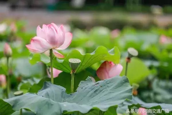 郑州哪里可以入夏赏荷,郑州最佳赏荷地来了