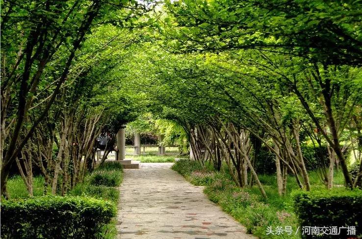 郑州哪里可以入夏赏荷,郑州最佳赏荷地来了