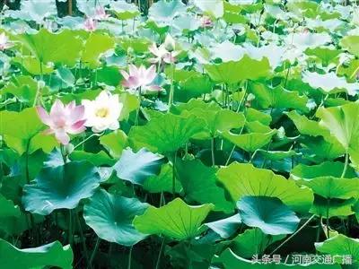 郑州哪里可以入夏赏荷,郑州最佳赏荷地来了