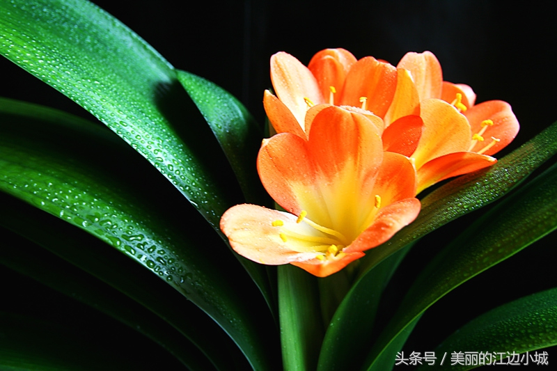 养君子兰的正确方法和注意事项,养君子兰的方法和注意事项图片