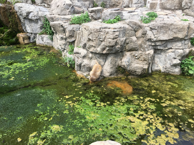 黄果树大瀑布河南,河南焦作黄果树瀑布