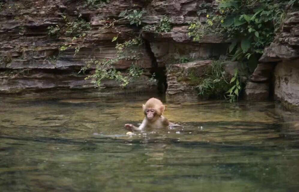 黄果树大瀑布河南,河南焦作黄果树瀑布