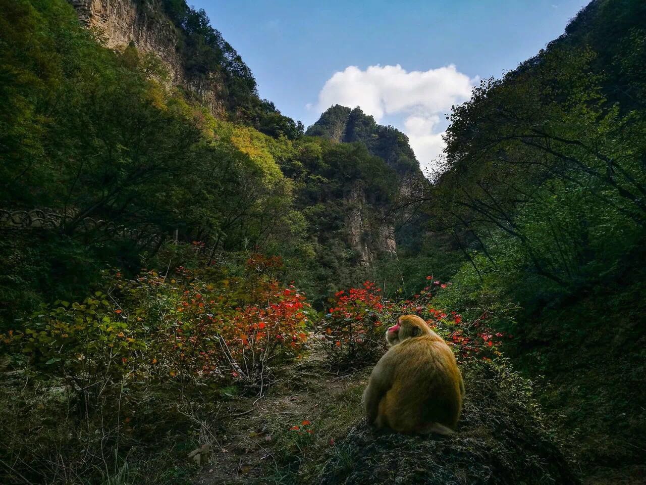 黄果树大瀑布河南,河南焦作黄果树瀑布