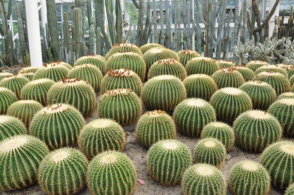 养了十几年的金琥有要的吗,养了二十年的金琥值钱吗