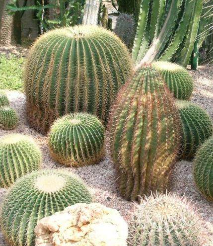 养了十几年的金琥有要的吗,养了二十年的金琥值钱吗