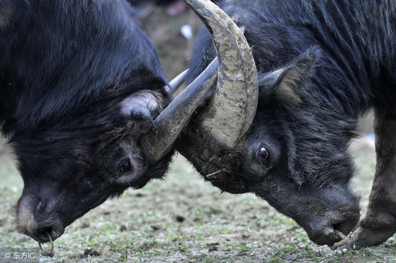 属牛人2019年运势运程中华网,属牛人2019年每个月运势