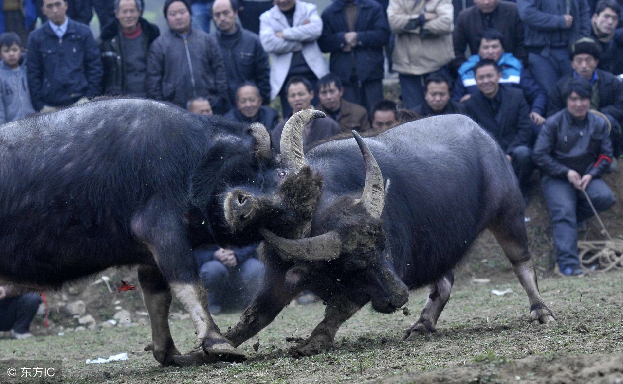 属牛人2019年运势运程中华网,属牛人2019年每个月运势