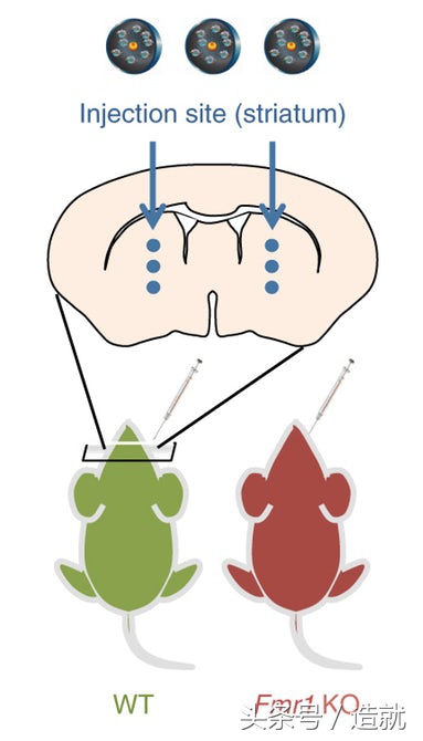 基因crispr和免疫疗法区别,基因编辑crispr技术