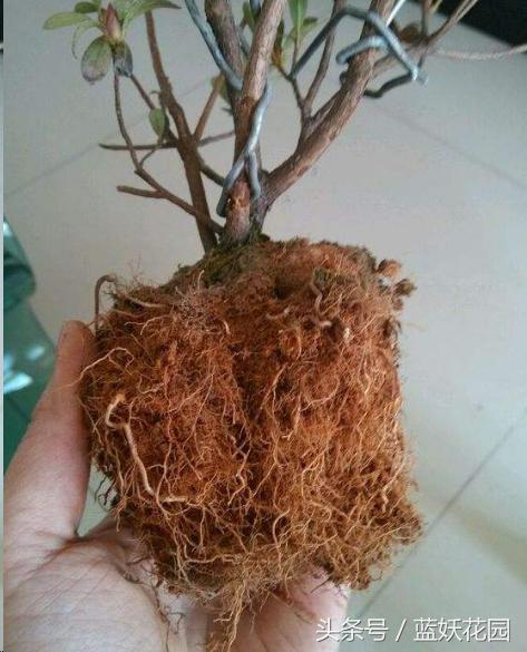 杜鹃花叶尖发黑怎么处理,杜鹃花叶尖发黑需要修剪吗