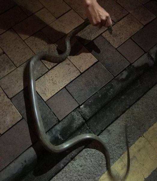 自己家的别墅里会有蛇吗,自家别墅花园有蛇什么原因