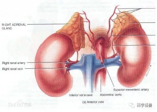 马纳多纳看球晕倒原来是这个“马达”坏了