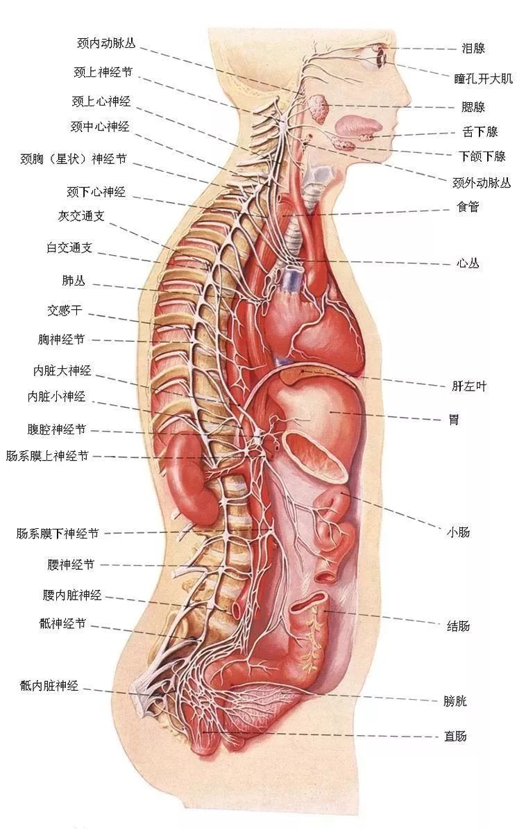 马纳多纳看球晕倒原来是这个“马达”坏了