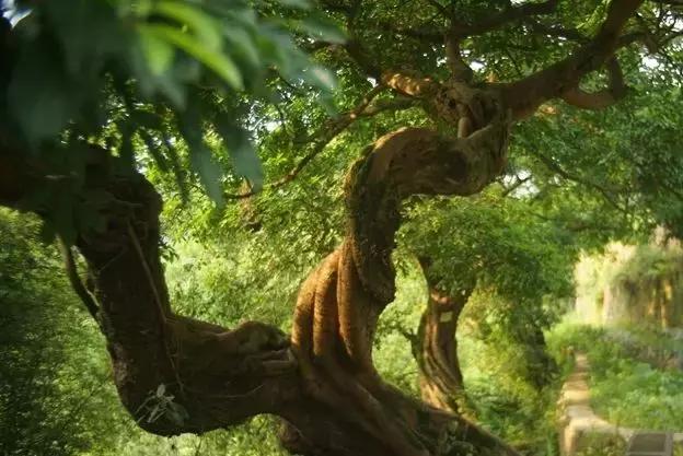 乐山周边竟有这样一个神秘古镇？连历史记载都没有，周末约~