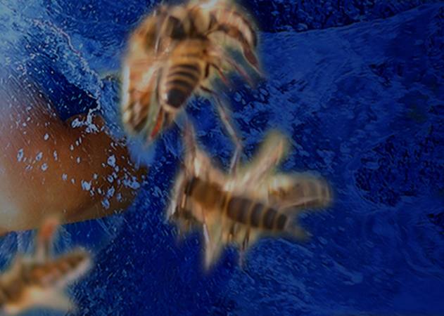 诡异杀人蜂,杀人蜂追人场面