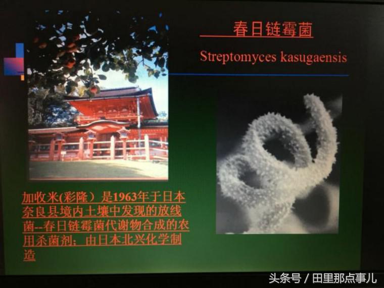 稻瘟病怎么消除,稻瘟病发生危害与防治措施调查