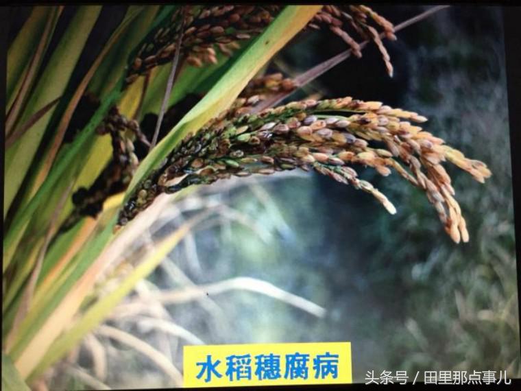 稻瘟病怎么消除,稻瘟病发生危害与防治措施调查