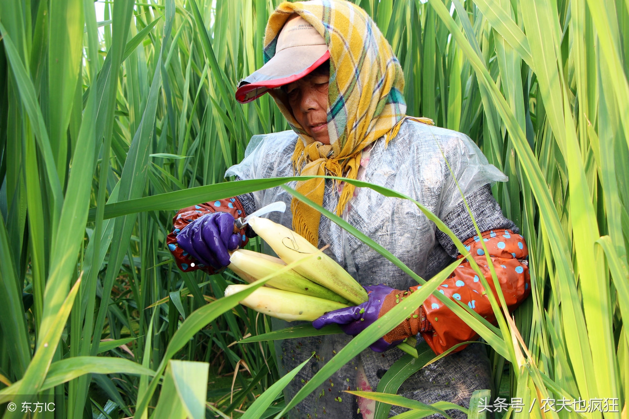 长在水里面的笋叫什么菜,农村的笋子有营养吗