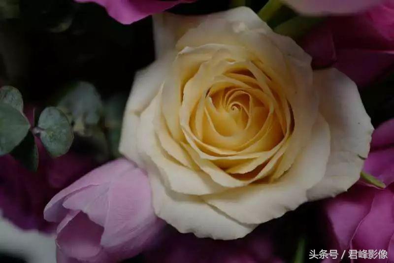 徕卡德味取决于镜头还是机身,徕卡德味