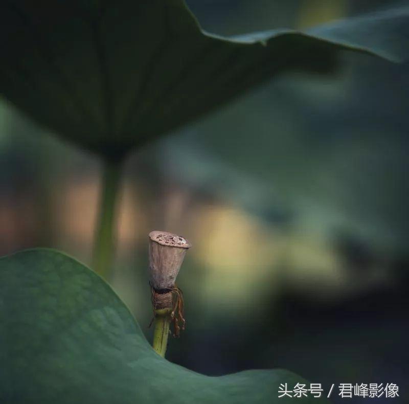 徕卡德味取决于镜头还是机身,徕卡德味