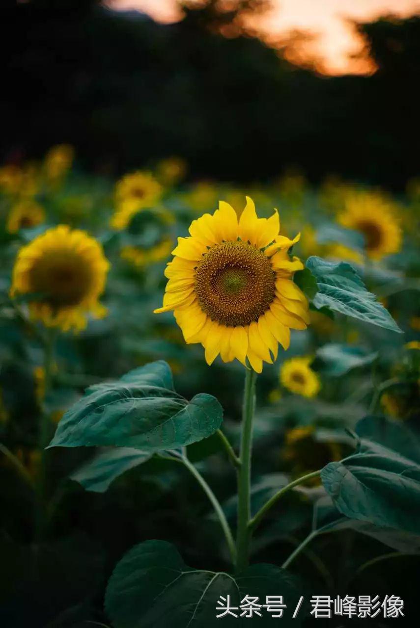 徕卡德味取决于镜头还是机身,徕卡德味