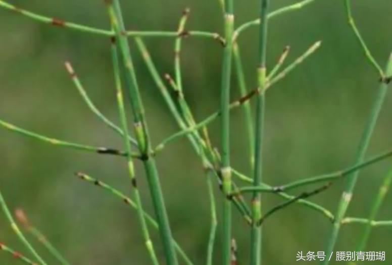 这种杂草不长叶子,拔出来还能插回去,能治牛皮癣,知道的人很少