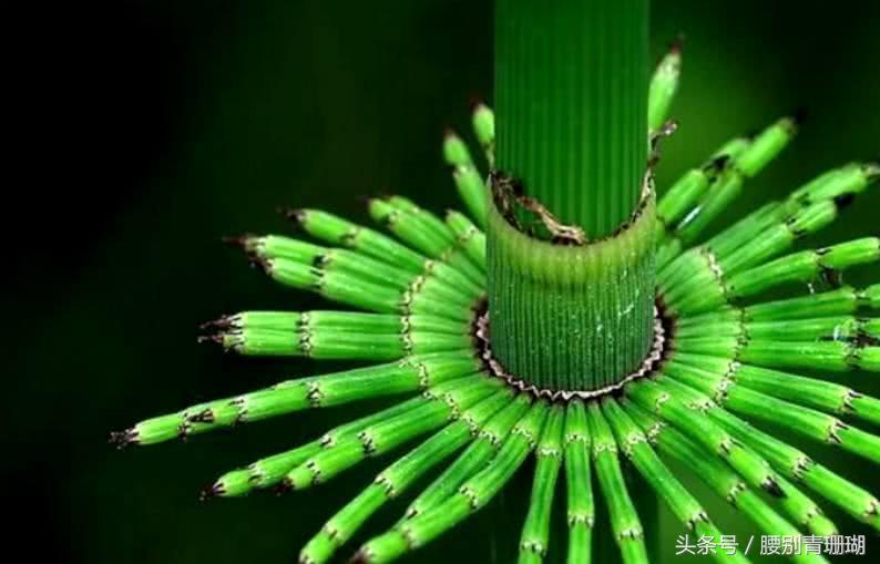 这种杂草不长叶子,拔出来还能插回去,能治牛皮癣,知道的人很少