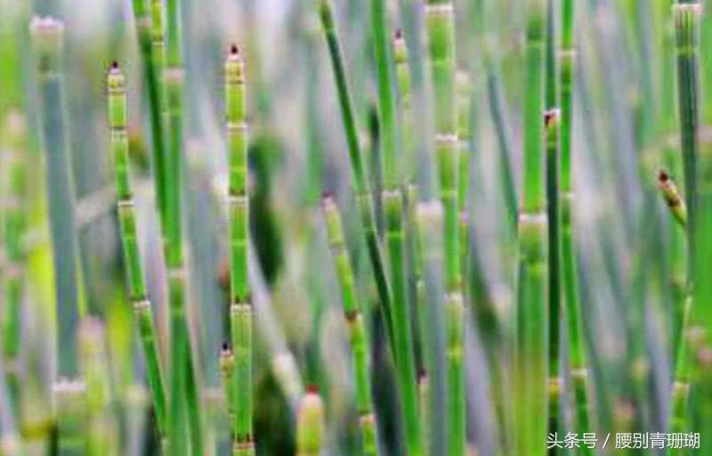 这种杂草不长叶子,拔出来还能插回去,能治牛皮癣,知道的人很少
