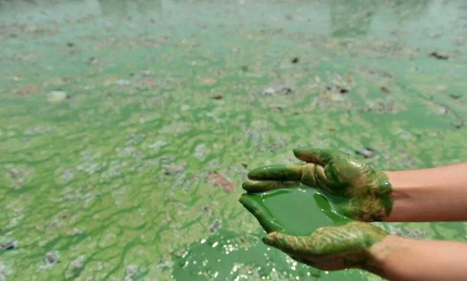 虾塘蓝藻换水有用吗,虾塘出现蓝藻和青苔