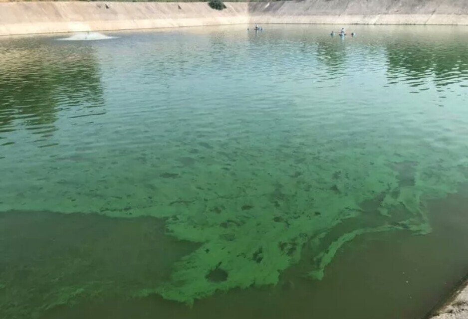 虾塘蓝藻换水有用吗,虾塘出现蓝藻和青苔