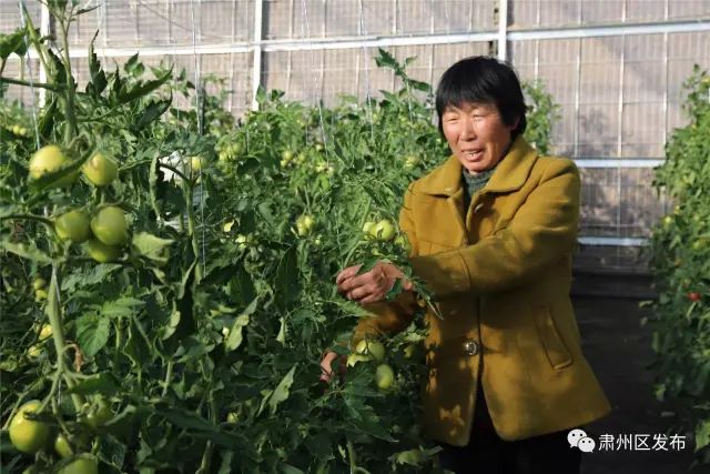 荒滩变成花海乡村富了百姓笑了,荒滩变成基本农田
