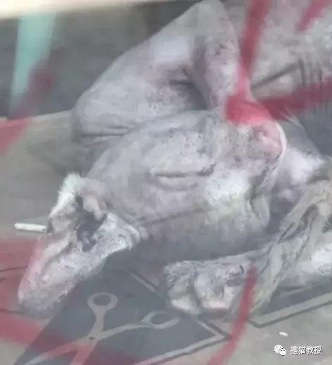 猫咖里的猫都是哪来的,猫咖里猫的悲惨生活