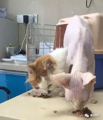 猫咖里的猫都是哪来的,猫咖里猫的悲惨生活