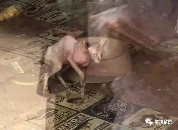 猫咖里的猫都是哪来的,猫咖里猫的悲惨生活