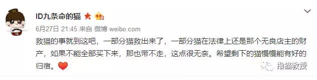 猫咖里的猫都是哪来的,猫咖里猫的悲惨生活