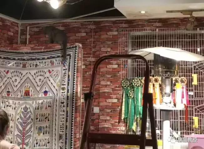 猫咖里的猫都是哪来的,猫咖里猫的悲惨生活