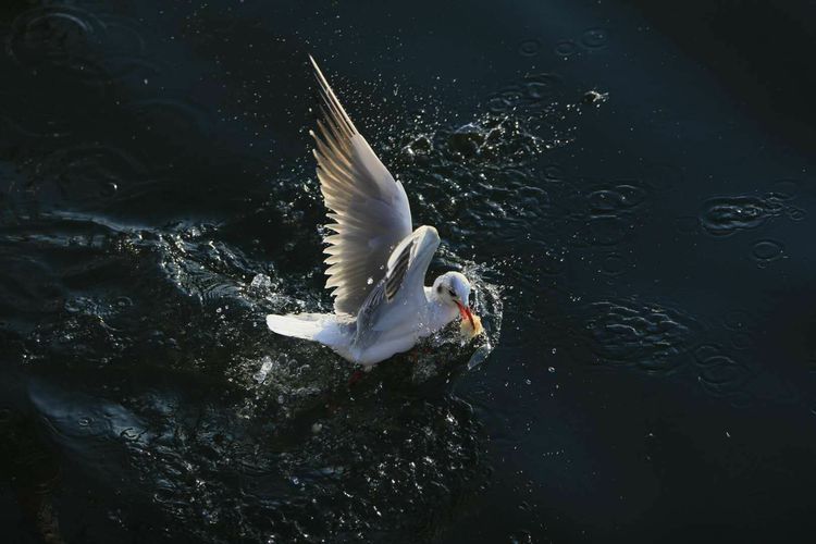 怎么拍摄快速运动物体,运动物体怎么拍摄视频