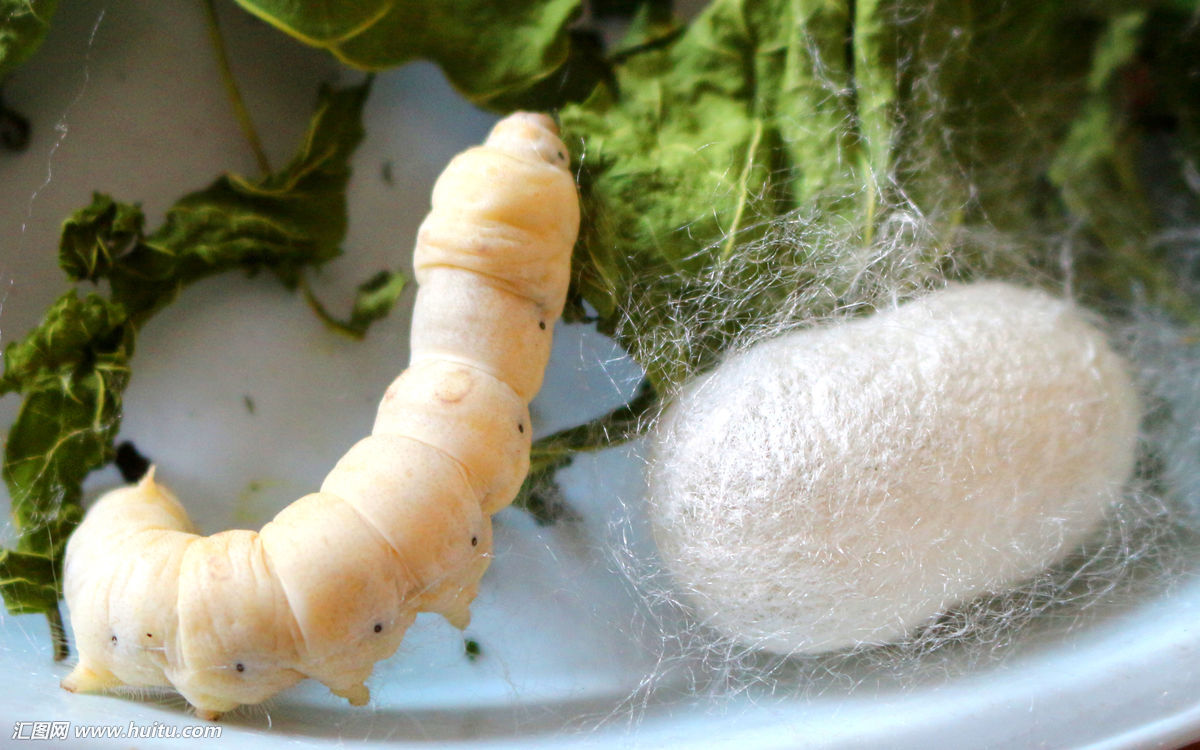 真丝服装面料都是用桑蚕丝做的吗,如何区分真丝服饰