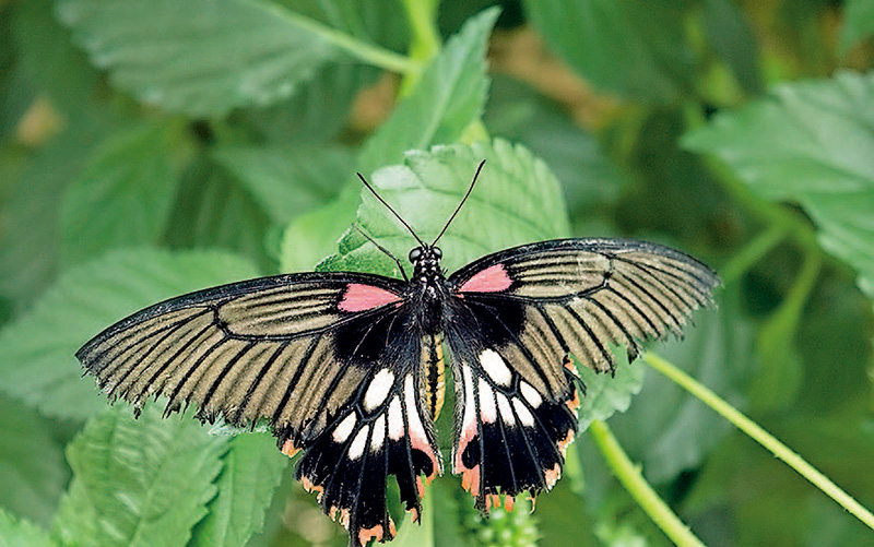 单反相机快速入门,单反相机入门购买