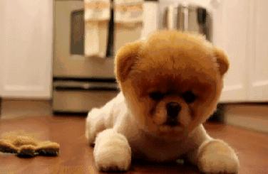 一段奶粉能一直用到12个月吗,一段奶粉能一直喝么