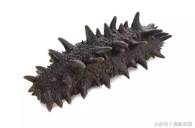 海参价格有高有低,海参价格便宜的猫腻
