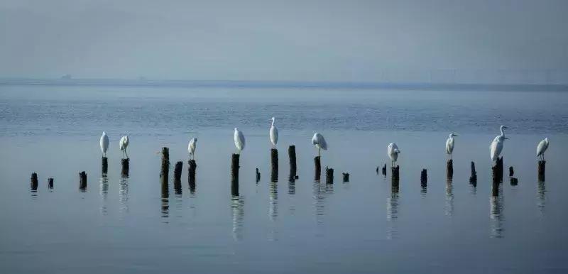 闹市中的一寸天堂，摄影师胡可镜头下的仙境——深圳湾