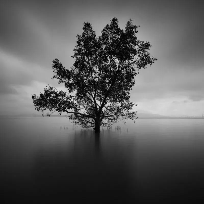 闹市中的一寸天堂，摄影师胡可镜头下的仙境——深圳湾