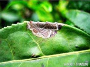 樱桃幼树金龟子虫害,大樱桃树虫害怎么治虫